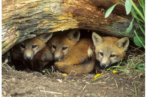 Red Fox Kits Huddled At Den Entrance