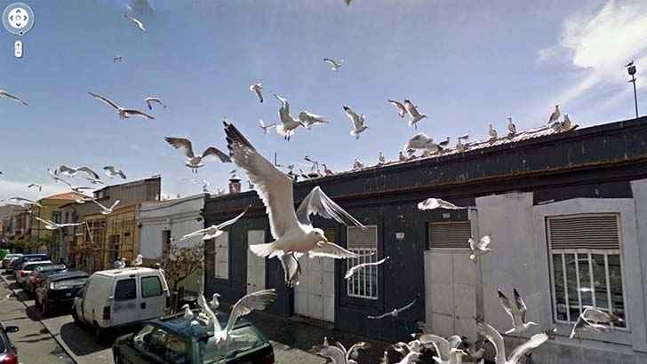 A Swarm Of Seagulls