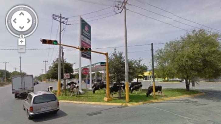 Cows Crossing