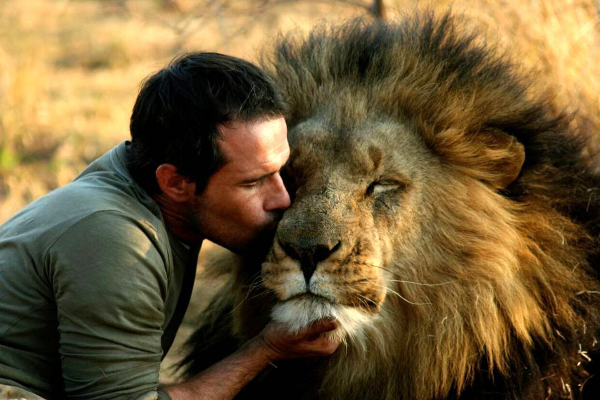 Pembisik Singa Di Afrika Selatan