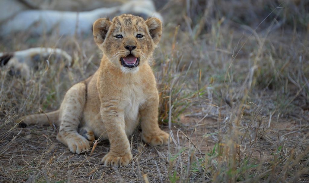 this-is-the-reaction-of-a-lioness-after-she-sees-her-old-trainer-years