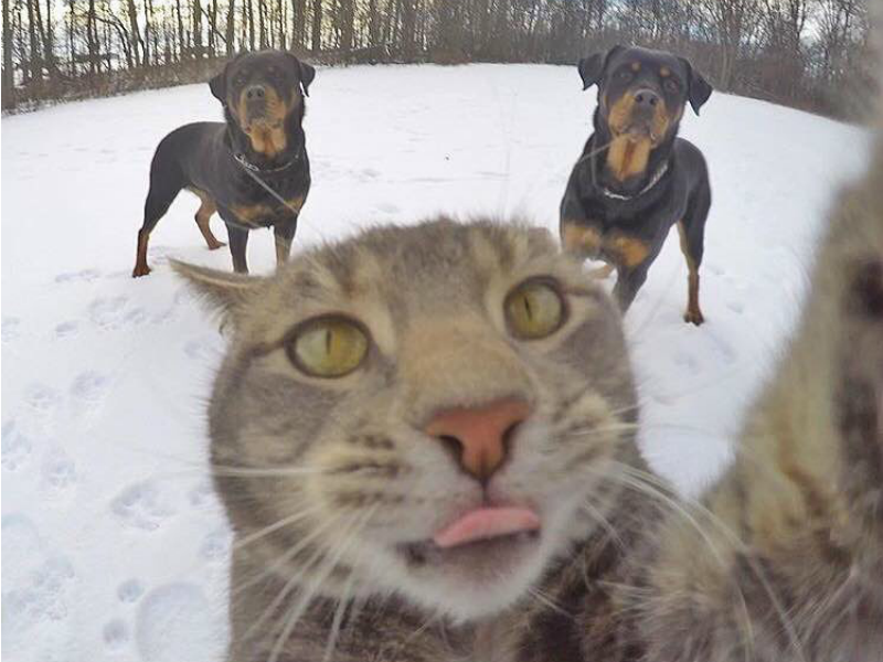 A Cat Selfie