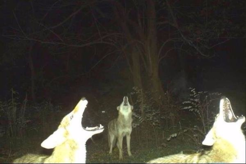 Howling Coyotes