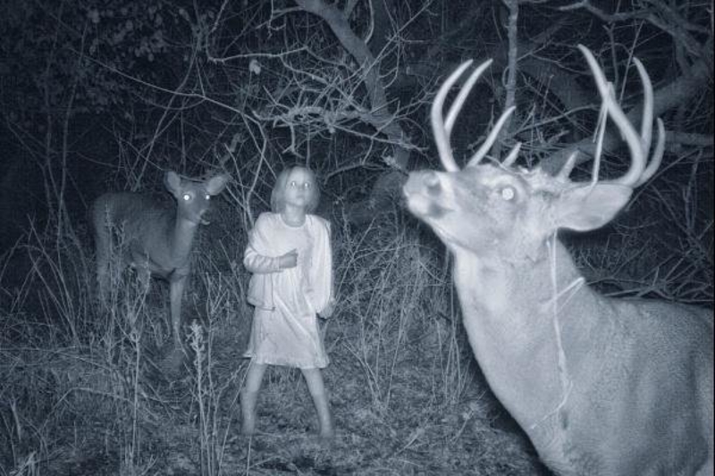 A Girl Surrounded By Deer