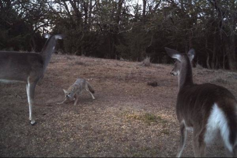 The Battle Of A Coyote And Two Deer