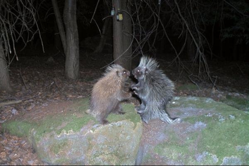 The Battle Of The Porcupines