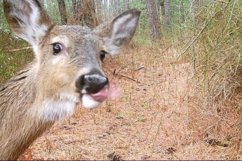 Deer Selfies