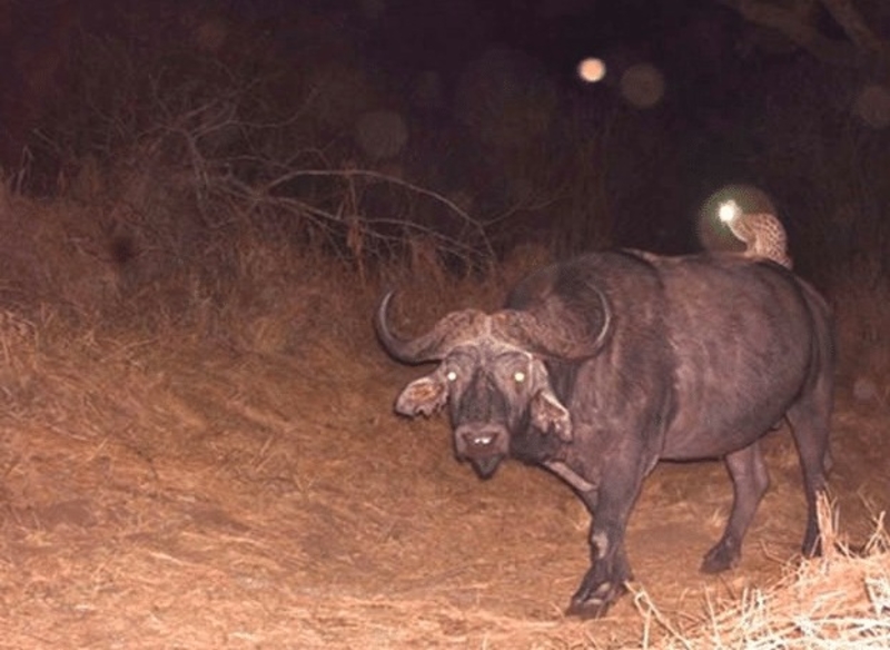 Buffalo Transportation