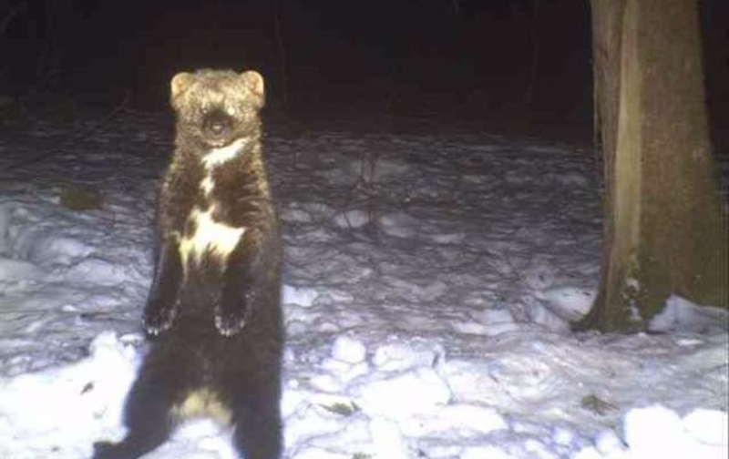 A Standing Wolverine