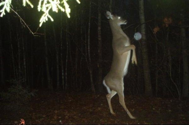 A Strutting Deer