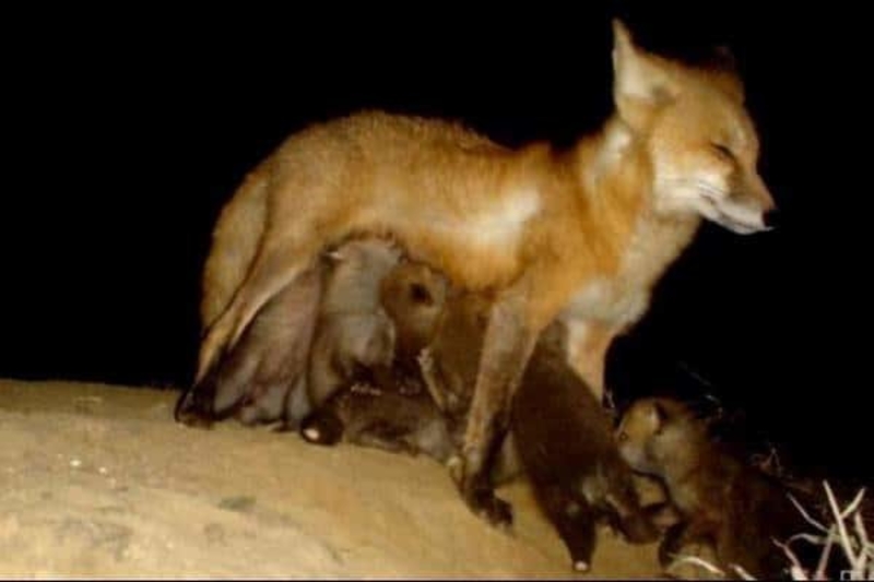 Hungry Fox Kits