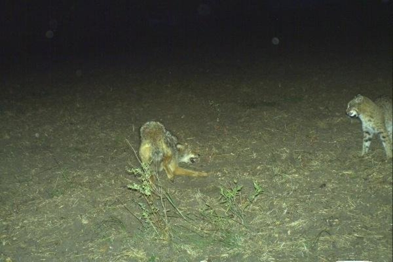 Cat Vs. Coyote