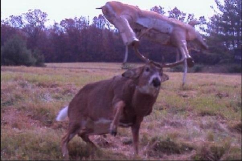 Caught In The Antlers