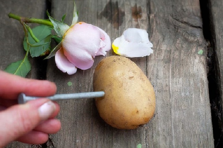 Start Rose Cuttings In A Potato