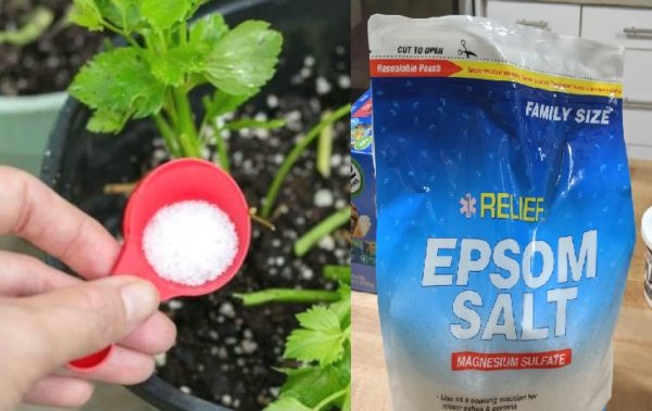 Epsom Salt