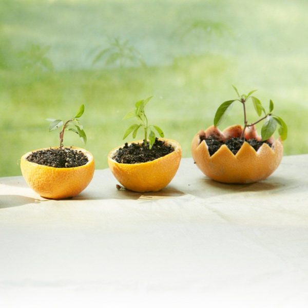 Citrus Peel Pots