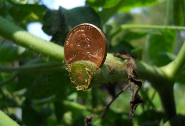 Pennies For Fighting Blight