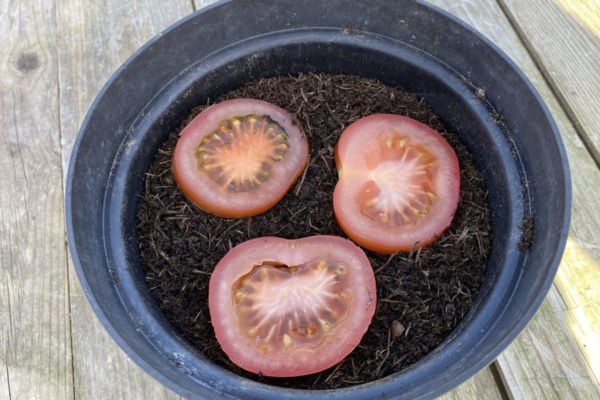 Sliced Tomato