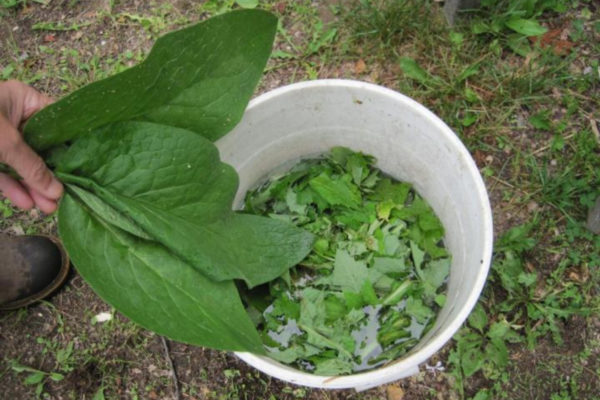 Brewing Fertilizer Tea