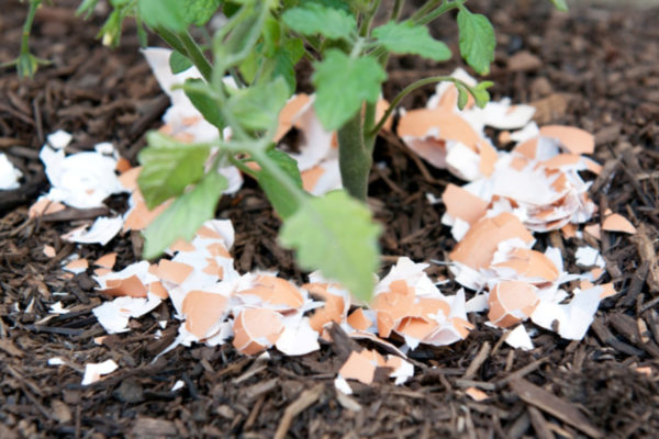 Improving Your Garden Soil