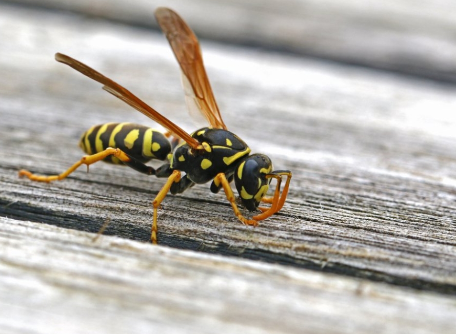 Preventing Wasps