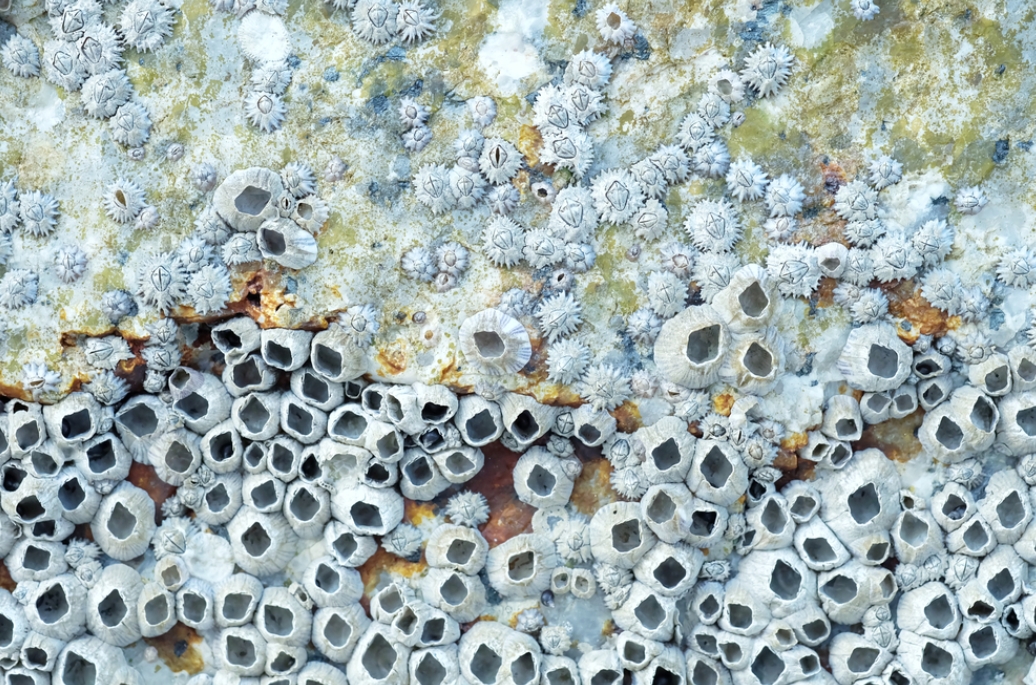 Removing Barnacles From Boats