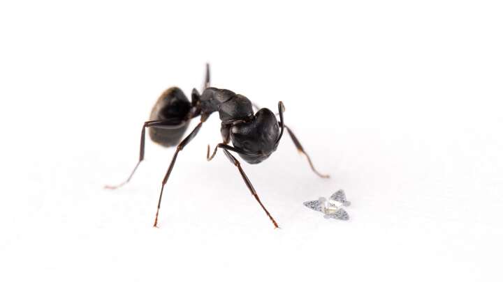 The Device Is Smaller Than The Size Of An Ant's Head