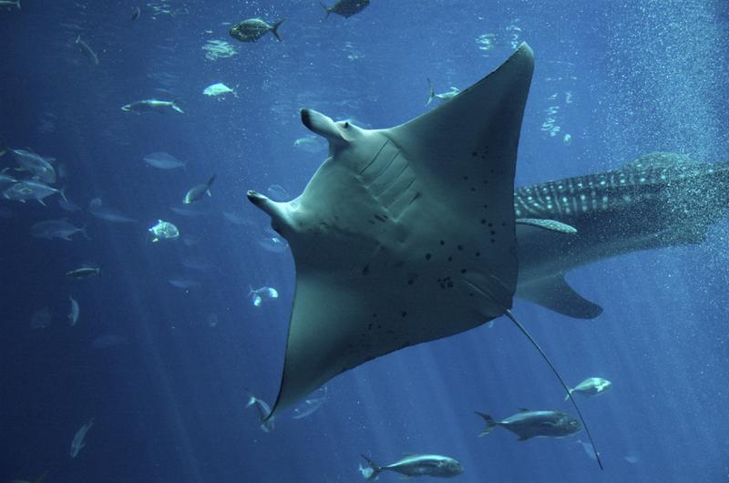 Happy Manta Ray