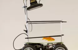Fish On Wheels