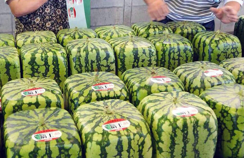 Square Watermelon