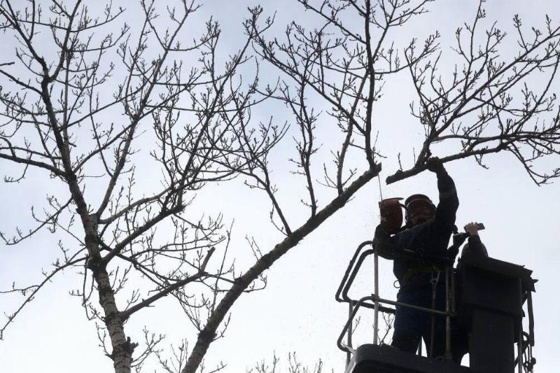 Trim Loose Tree Branches