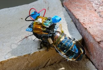 These Cyborg Cockroaches Can Help With Search And Rescue