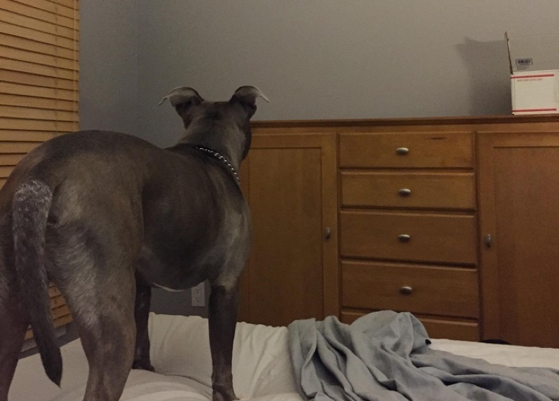 Barking at the Walls