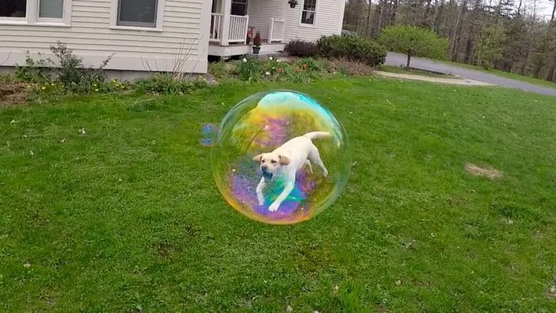 Pup In A Bubble