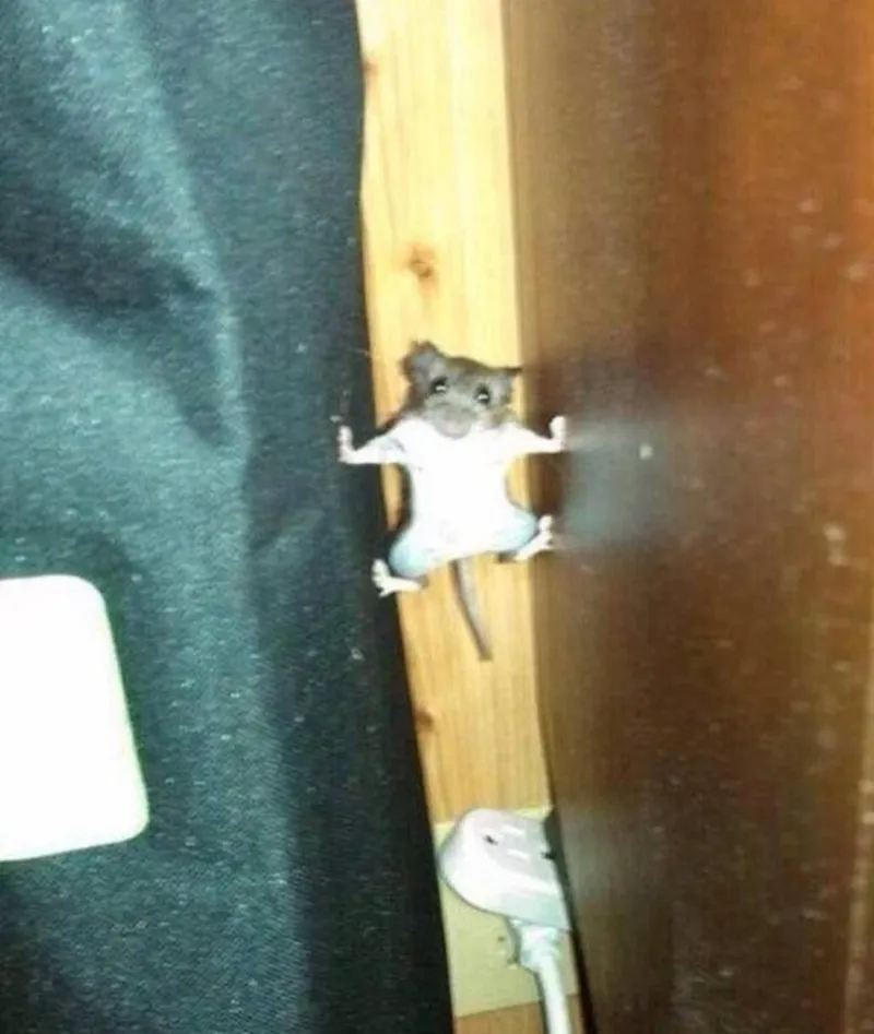 Mouse Ninja Warrior