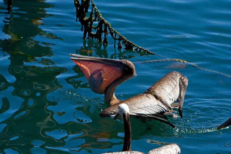 Pelican Prey